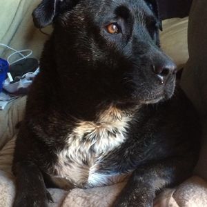 Meet your Posher, Carol